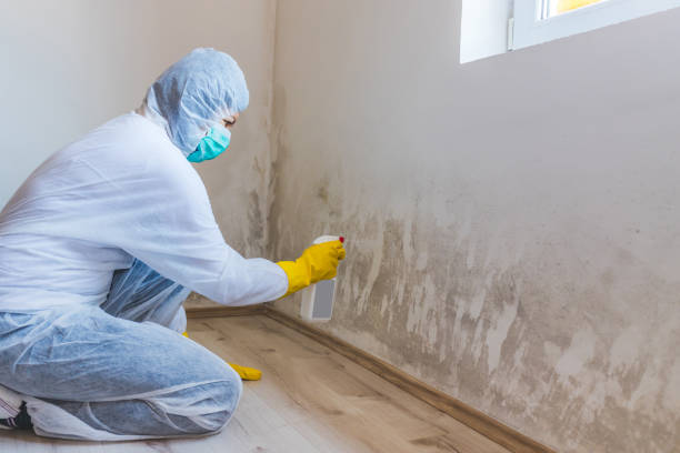 Licensed Basement Mold Remediation service in Paeonian Springs, VA - 24 Hour Mold Removal