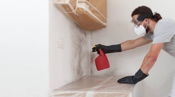 Professional Basement Mold Remediation technician working in Paeonian Springs, VA