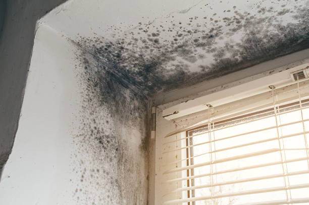 Affordable Basement Mold Remediation solutions in Paeonian Springs, VA