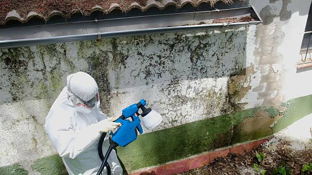 Top rated local Basement Mold Remediation specialists in Paeonian Springs, VA